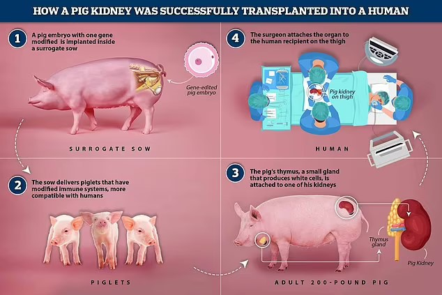 Human Kidney